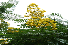 Senna spectabilis